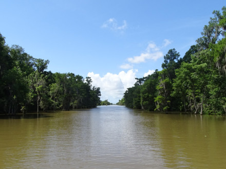 bayou tours in louisiana